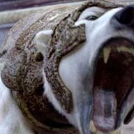 Foto La brújula dorada