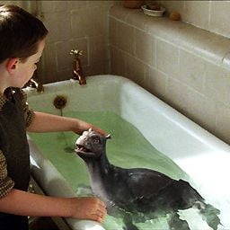 Foto Mi mascota es un monstruo