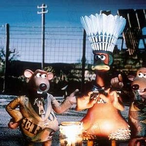 Foto Pollitos en fuga