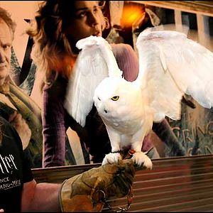 Foto Harry Potter y el misterio del príncipe