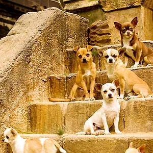 Foto Un chihuahua de Beverly Hills