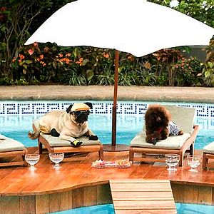 Foto Un chihuahua de Beverly Hills