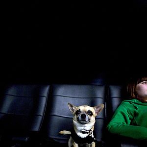 Foto Un chihuahua de Beverly Hills