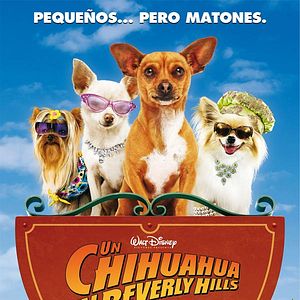 Foto Un chihuahua de Beverly Hills