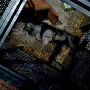 Foto El planeta de los simios (R)evolución