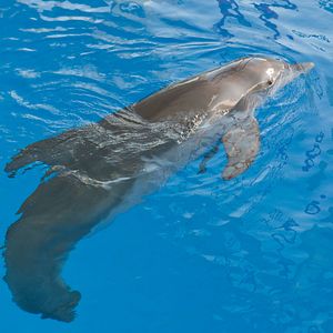 Foto Charles Martin Smith