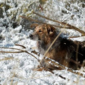 Foto Darling Companion