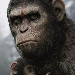 Foto El planeta de los simios: Confrontación