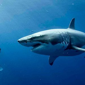 Foto Terror a 47 metros