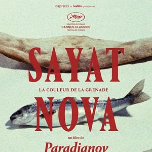 Foto The Color of Pomegranates