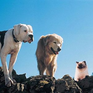 Foto De vuelta a casa. Un viaje increíble