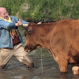 Foto No se metan con mi vaca