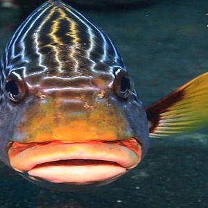 Foto Arrecifes. Oasis de vida