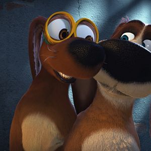 Foto Ozzy: Rápido y peludo