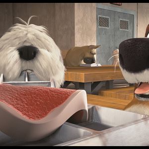 Foto Ozzy: Rápido y peludo