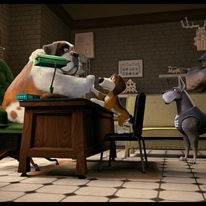 Foto Ozzy: Rápido y peludo