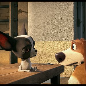 Foto Ozzy: Rápido y peludo