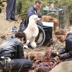 Foto Emily Deschanel