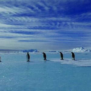 Foto La marcha de los pingüinos 2