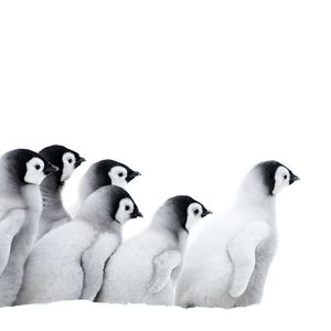 Foto La marcha de los pingüinos 2