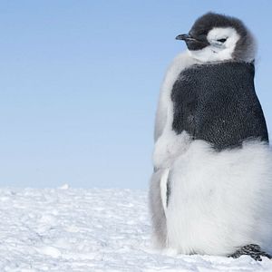 Foto La marcha de los pingüinos 2