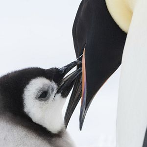 Foto La marcha de los pingüinos 2