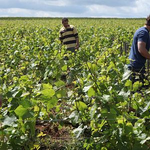 Foto El viñedo que nos une