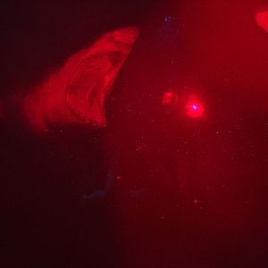 Foto Terror a 47 metros