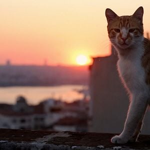 Foto Kedi (Gatos de Estambul)