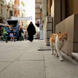 Foto Kedi (Gatos de Estambul)