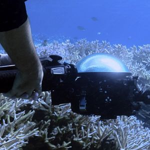 Foto Chasing Coral