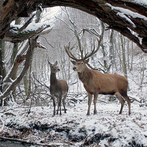 Foto En cuerpo y alma