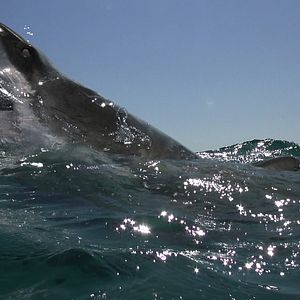 Foto Terror profundo