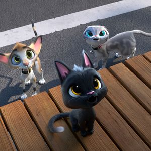 Foto Gatos. Un viaje de vuelta a casa