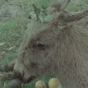 Foto La Vendedora de Fósforos