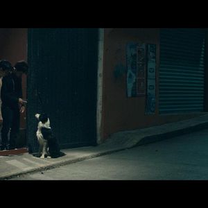 Foto Cometa: Él, su perro y su Mundo