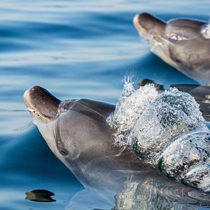 Foto Arrecife de delfines