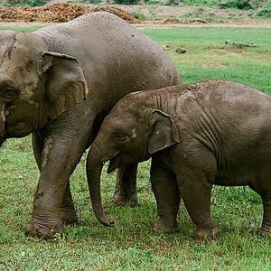 Foto Love & Bananas: An Elephant Story