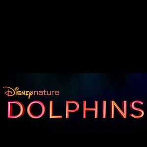 Foto Arrecife de delfines