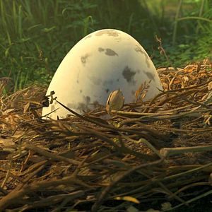 Foto Ploey: Cabeza de chorlito