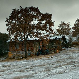 Foto El peral silvestre