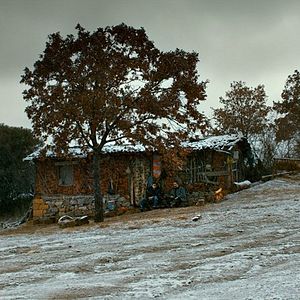 Foto El peral silvestre