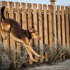 Foto Mis huellas a casa