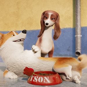 Foto Corgi: Un perro real