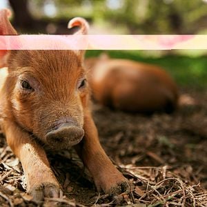 Foto The Biggest Little Farm