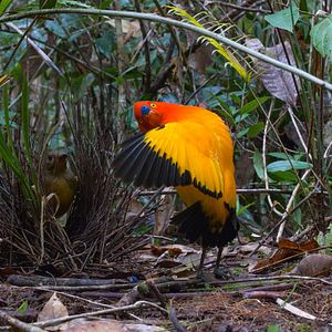 Foto Dancing With The Birds