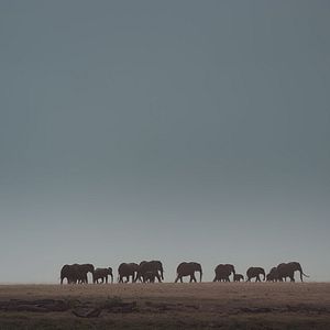 Foto The Elephant Queen