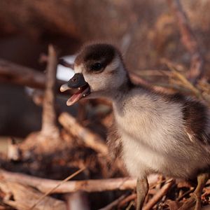 Foto The Elephant Queen
