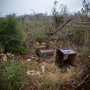 Foto ¿Qué les pasó a las abejas?