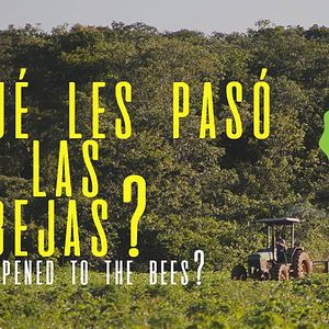 Foto ¿Qué les pasó a las abejas?
